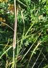 Einzelbild 7 Behaartes Lieschgras - Phleum hirsutum