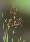 Einzelbild 8 Alpen-Straussgras - Agrostis alpina