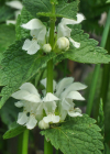 Einzelbild 8 Weisse Taubnessel - Lamium album