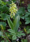 Einzelbild 7 Blasses Knabenkraut - Orchis pallens