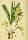 Einzelbild 8 Blasses Knabenkraut - Orchis pallens