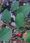 Einzelbild 7 Kahle Steinmispel - Cotoneaster integerrimus