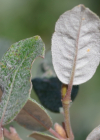 Einzelbild 7 Schweizer Weide - Salix helvetica