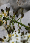 Einzelbild 8 Gämskresse - Pritzelago alpina