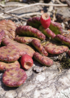 Einzelbild 5 Gemeiner Feigenkaktus - Opuntia humifusa