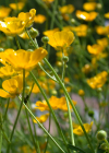 Einzelbild 8 Scharfer Hahnenfuss - Ranunculus acris
