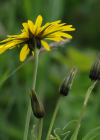 Einzelbild 8 Wiesen-Bocksbart - Tragopogon pratensis