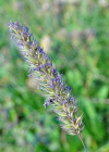Einzelbild 8 Behaartes Lieschgras - Phleum hirsutum