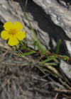 Einzelbild 8 Gemeines Sonnenröschen - Helianthemum nummularium