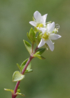 Einzelbild 7 Wimper-Sandkraut - Arenaria ciliata