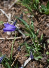 Einzelbild 8 Scheuchzers Glockenblume - Campanula scheuchzeri