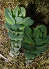 Einzelbild 7 Riesen-Fettkraut - Sedum telephium