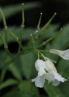 Einzelbild 8 Kitaibels Zahnwurz - Cardamine kitaibelii