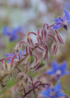 Einzelbild 7 Borretsch - Borago officinalis