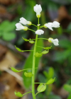 Einzelbild 8 Berg-Täschelkraut - Thlaspi montanum