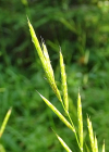 Einzelbild 7 Fieder-Zwenke - Brachypodium pinnatum aggr.
