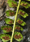 Einzelbild 8 Grünstieliger Streifenfarn - Asplenium viride