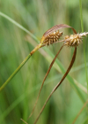 Einzelbild 7 Gewöhnliche Gelbe Segge - Carex flava