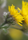 Einzelbild 8 Zottiges Habichtskraut - Hieracium villosum