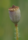 Einzelbild 8 Klatsch-Mohn - Papaver rhoeas