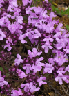 Einzelbild 8 Feld-Thymian - Thymus serpyllum aggr.