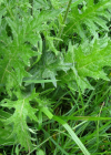 Einzelbild 8 Knollige Kratzdistel - Cirsium tuberosum