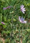 Einzelbild 6 Bisam-Malve - Malva moschata