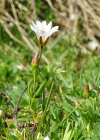 Einzelbild 8 Dreigriffliges Hornkraut - Cerastium cerastoides