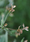 Einzelbild 8 Jupiter-Lichtnelke - Silene flos-jovis