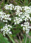 Einzelbild 8 Gewöhnliche Kleine Bibernelle - Pimpinella saxifraga