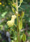 Einzelbild 7 Gelber Eisenhut - Aconitum lycoctonum