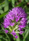 Einzelbild 8 Kugelorchis - Traunsteinera globosa