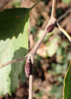 Einzelbild 7 Grau-Erle - Alnus incana