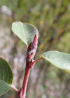 Einzelbild 8 Felsenmispel - Amelanchier ovalis