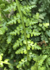 Einzelbild 7 Quell-Streifenfarn - Asplenium fontanum