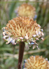 Einzelbild 8 Alpen-Aster - Aster alpinus