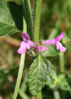 Einzelbild 8 Echte Betonie - Stachys officinalis