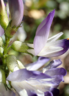 Einzelbild 8 Alpen-Tragant - Astragalus alpinus
