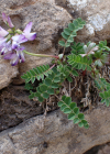 Einzelbild 1 Alpen-Tragant - Astragalus alpinus