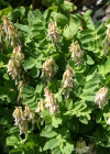 Einzelbild 8 Gletscherlinse - Astragalus frigidus