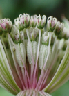Einzelbild 8 Grosse Sterndolde - Astrantia major