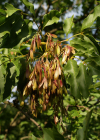 Einzelbild 8 Manna-Esche - Fraxinus ornus