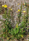 Einzelbild 8 Zweijährige Nachtkerze - Oenothera biennis aggr.