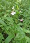 Einzelbild 8 Kleinblütiges Weidenröschen - Epilobium parviflorum