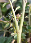 Einzelbild 6 Vielstängeliges Schaumkraut - Cardamine hirsuta