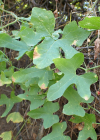 Einzelbild 7 Zweihäusige Zaunrübe - Bryonia dioica