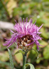 Einzelbild 8 Wiesen-Flockenblume - Centaurea jacea