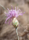 Einzelbild 8 Walliser Flockenblume - Centaurea valesiaca
