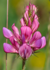 Einzelbild 8 Saat-Esparsette - Onobrychis viciifolia