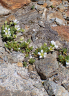 Einzelbild 6 Einblütiges Hornkraut - Cerastium uniflorum